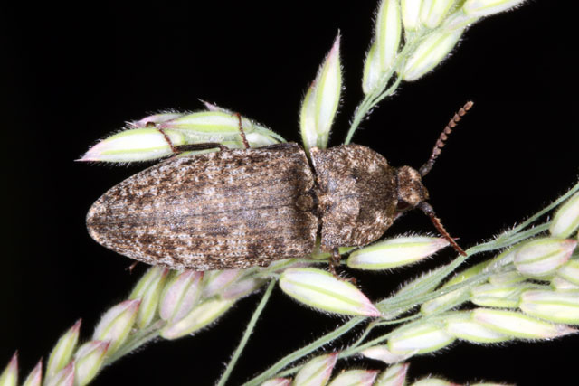 Agrypnus murinus - Copyright Denis Bourgeois